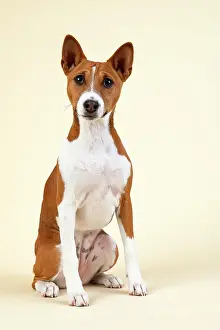 Congo: Basenji or Congo Terrier (Canis lupus familiaris)