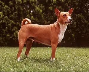 Congo: BASENJI DOG