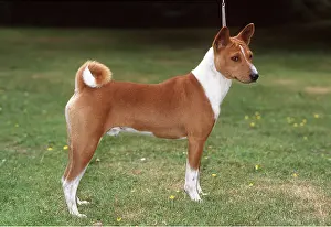 Congo: BASENJI DOG - side view