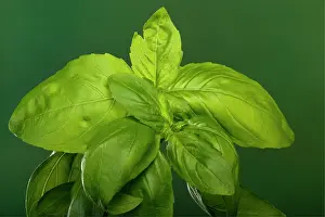 Basil: Basil