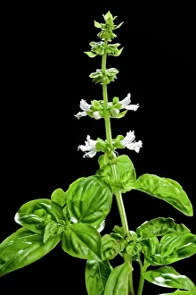 Basil: Basil - in flower