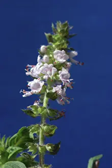 Basil: Basil flowers