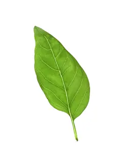Basil: Basil Leaf