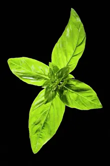 Basil: Basil - leaves