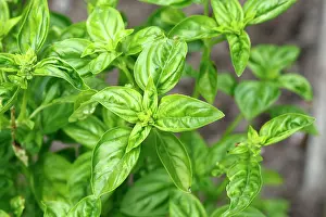 Basil: Basil - leaves