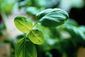 Basil: Basil