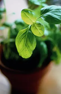 Basil: Basil