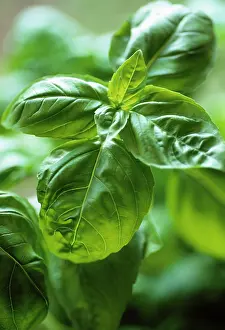 Basil: Basil