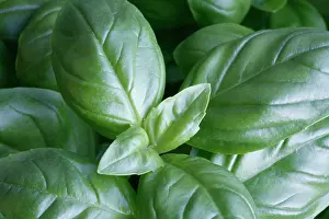 Basil: Basil