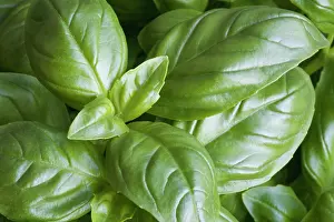Basil: Basil