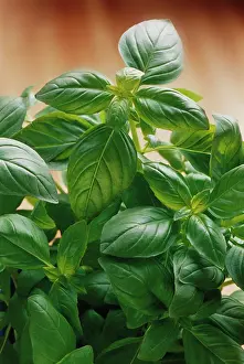 Basil: Basil