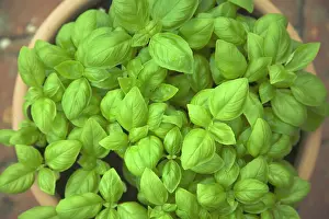 Basil: Basil