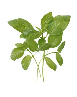Basil: Basil