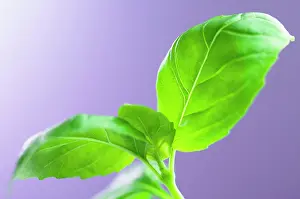 Basil: Basil, Ocimum basilicum, Green subject, Purple background
