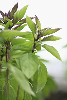 Basil: Basil