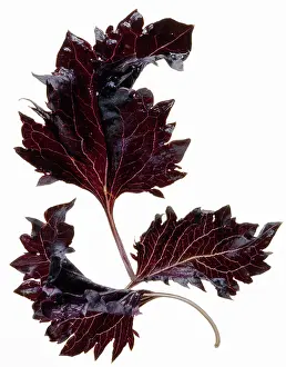 Basil: Basil
