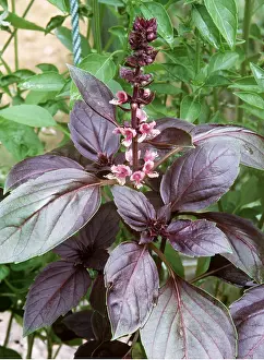 Ake Lindau: BASIL - Variety