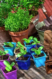 Tool: Basil and Zucchini seedlings in pots, Provence