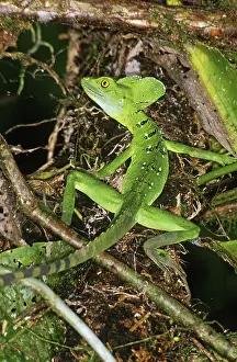 Selva: Basilisk
