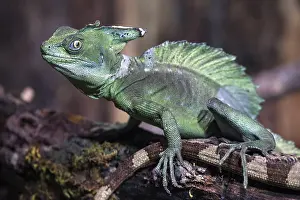 Religion: Basilisk (Basiliscus), also Jesus Christ lizard, captive