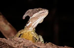 Basiliscus: Basilisk Lizard