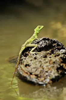 Plumifrons: Basilisk lizard