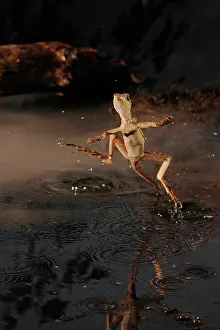 Properties: Basilisk Running Across Water