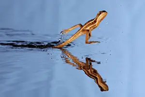 Properties: Basilisk Running Across Water