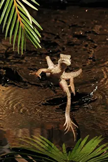 Properties: Basilisk Running on Water