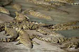 Nile: Bask of Nile Crocodiles - Agatha Crocodile Ranch