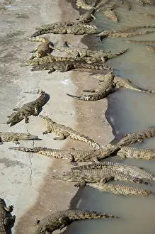 Nile: Bask of Nile Crocodiles - Agatha Crocodile Ranch