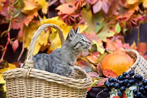 Curiosities: Basket of autumn and Kitten Oberbruck Haut-Rhin