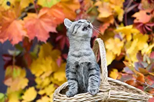 Curiosities: Basket of autumn and Kitten Oberbruck Haut-Rhin
