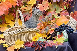 Trugs: Basket of autumn and Kitten Oberbruck Haut-Rhin