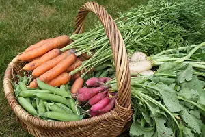 Peas: Basket with Carrots, Peas, Radishes, Turnips in