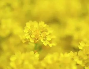 Zwick: Basket of gold. Germany