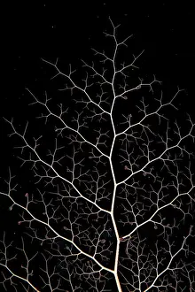 Nuda: Detail Basket Star (Astroboa nuda), South Laguna