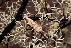 Basket: Basket Star Shrimp - on Basket Star (Astroboa nuda)