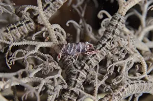 Shrimps: Basket Star Shrimp - camouflaged in basket star