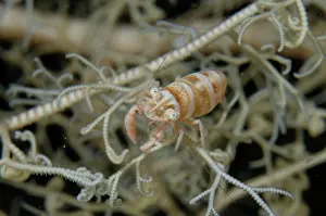 Basket: Basket Star Shrimp - in Giant Basket Star (Astroboa