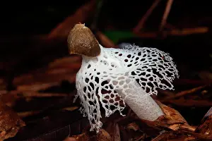 Amazonian: Basket Stinkhorm Mushroom (Phallus merulinus), Saut