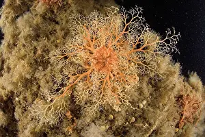 Gorgonia: basketstar Gorgonocephalus eucnemis Alaska North Pacific Oce