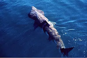 Filter: BASKING SHARK - FROM ABOVE