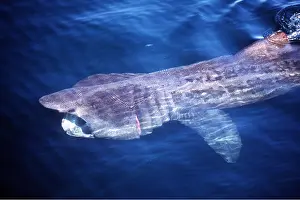 Basking: BASKING SHARK - FROM ABOVE