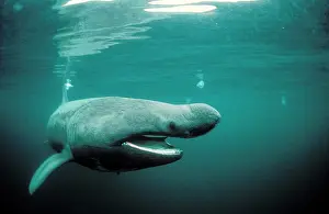 Cetorhinus: Basking Shark - filter feeding