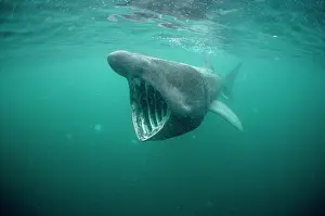 Basking Shark - filter feeding