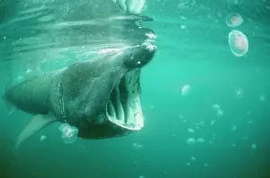 Cetorhinus: BASKING SHARK & JELLYFISH