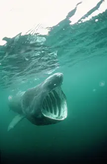 Cetorhinus: BASKING SHARK - MOUTH OPEN
