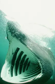 Cetorhinus: BASKING SHARK - MOUTH OPEN