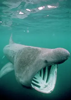 BASKING SHARK - MOUTH OPEN